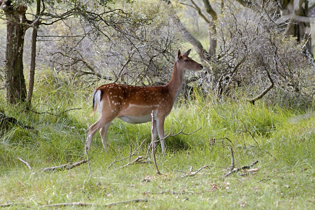 zoogdieren hdr natuur huisdieren zoogdier huisdier mammalia natuurmonumenten staatsbosbeheer zoo dierentuin